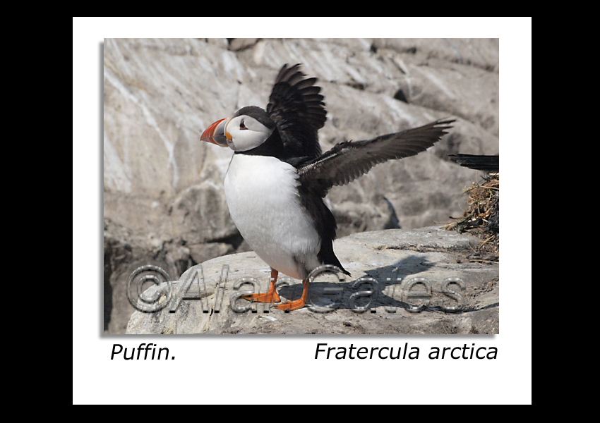 Puffin Stretch